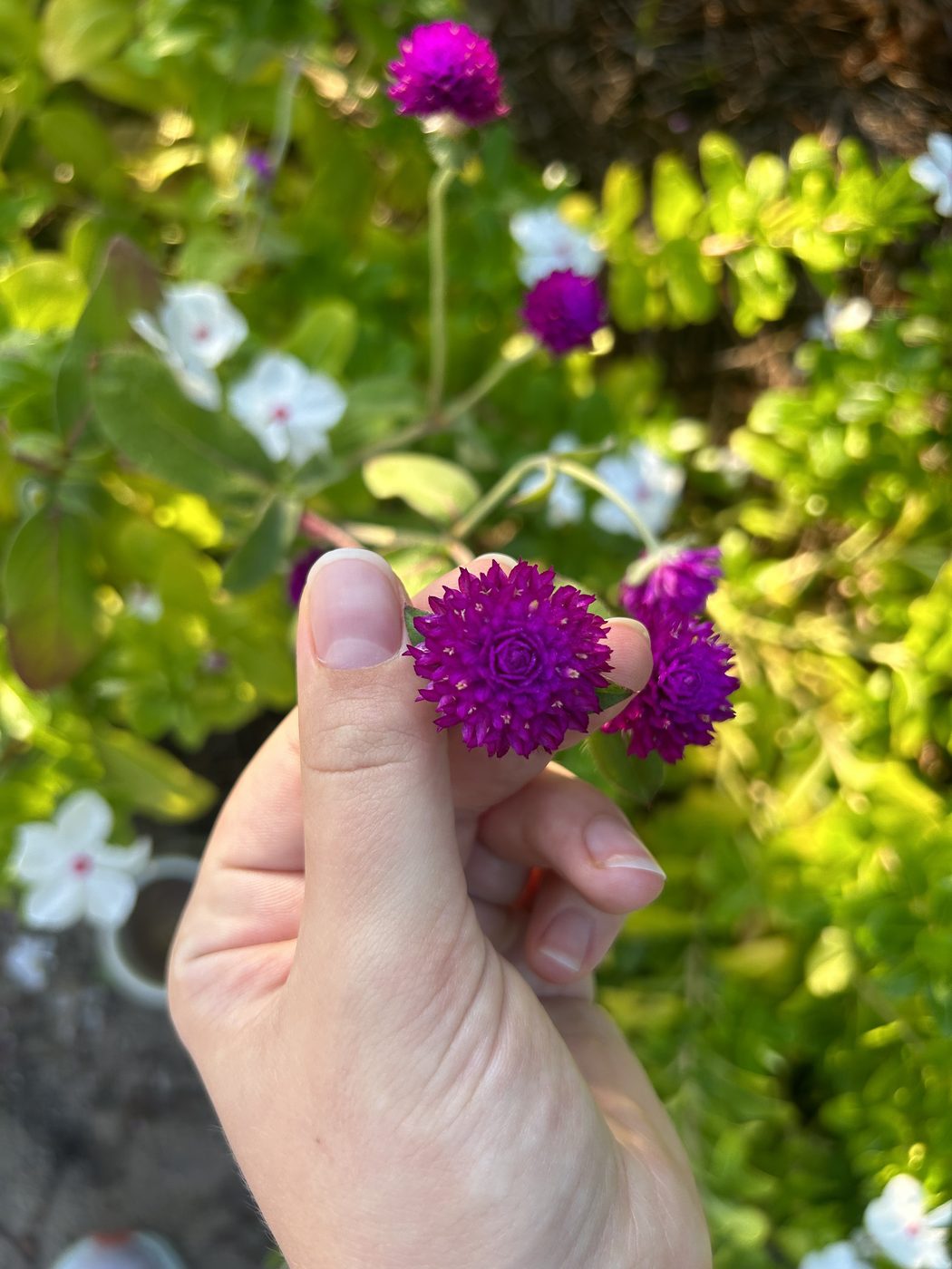 A hand holding small purple globe amaranth flowers among greenery.